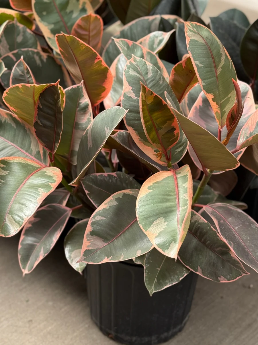 New Houseplants