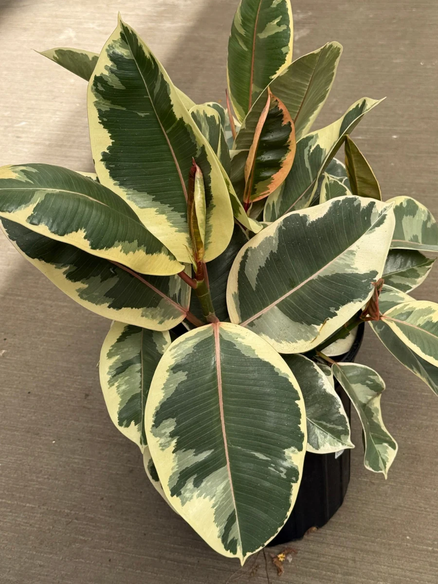 New Houseplants 2026